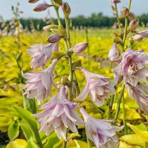 Pildīto ziedu hosta 'Ki Ren Jyaku'